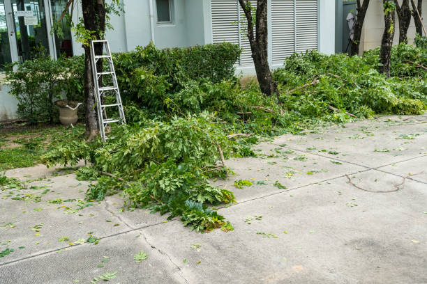 Leaf Removal Services in Thornton, CO