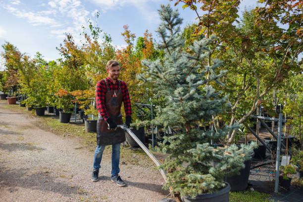 Thornton, CO  Tree Services Company